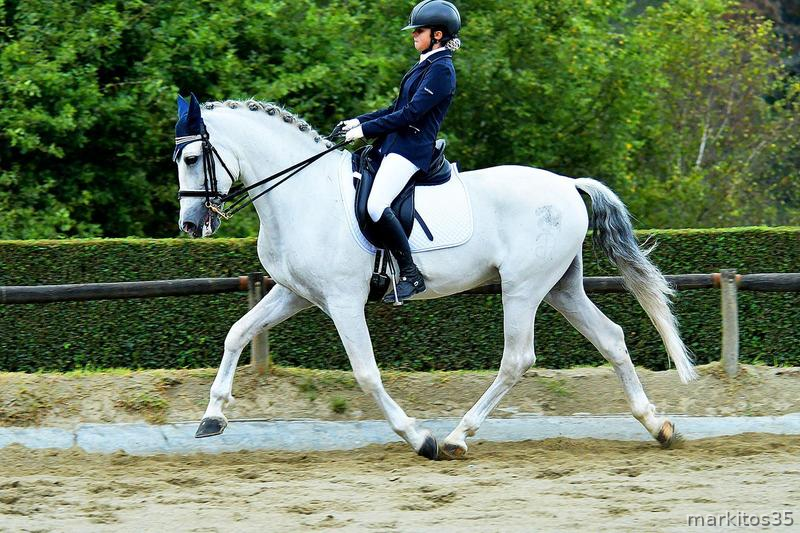 SE ALQUILA CABALLO PRE PARA COMPETICION in 