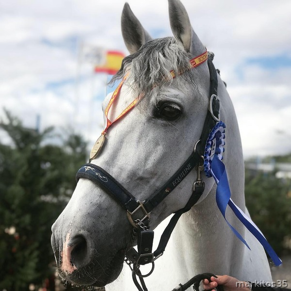 Pura Raza Española {TYPE}