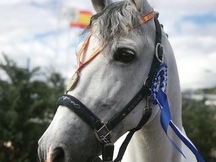 SE ALQUILA CABALLO PRE PARA COMPETICION