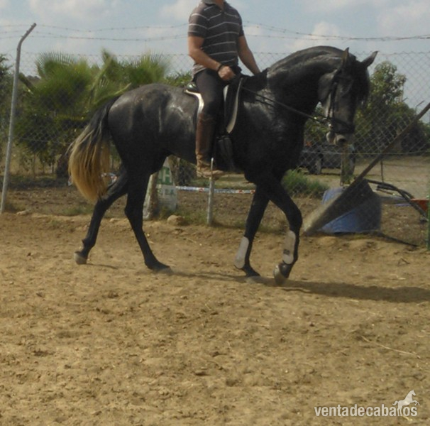 SE VENDE YEGUA P.R.E. CON MONTURA - Yeguas P.R.E.