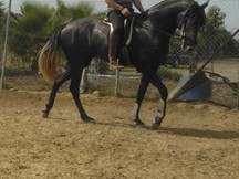 SE VENDE YEGUA P.R.E. CON MONTURA