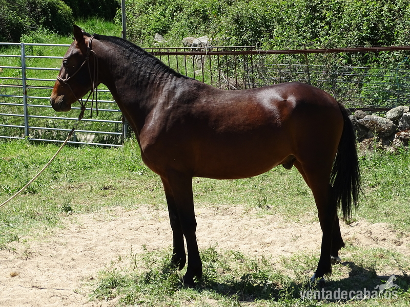 potro HA castaño - Caballo Hispano Árabe HA