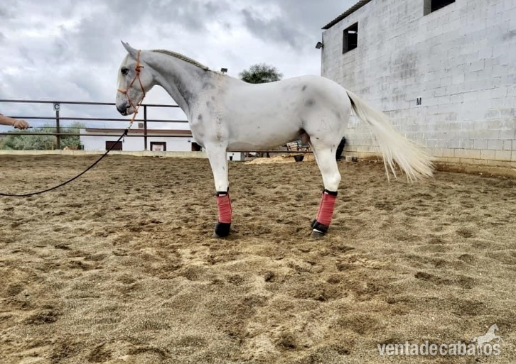 CABALLO APPALOOSA SERVICIAL in 