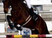 Caballo Lusitano de salto 