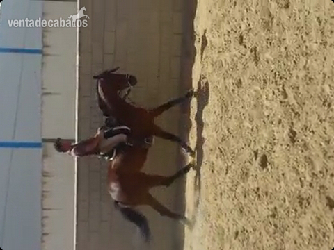 Caballo Anglo arabe de cinco años in 