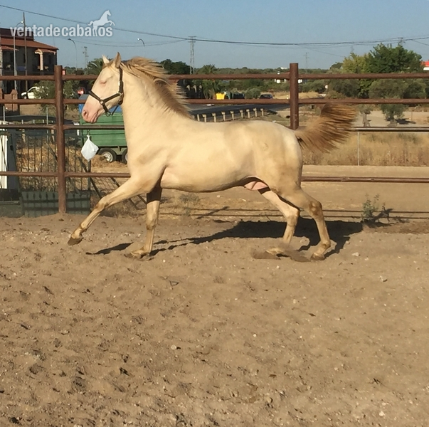 Potro PRE albino in 
