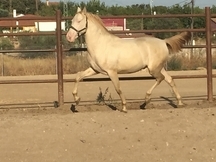 Potro PRE albino