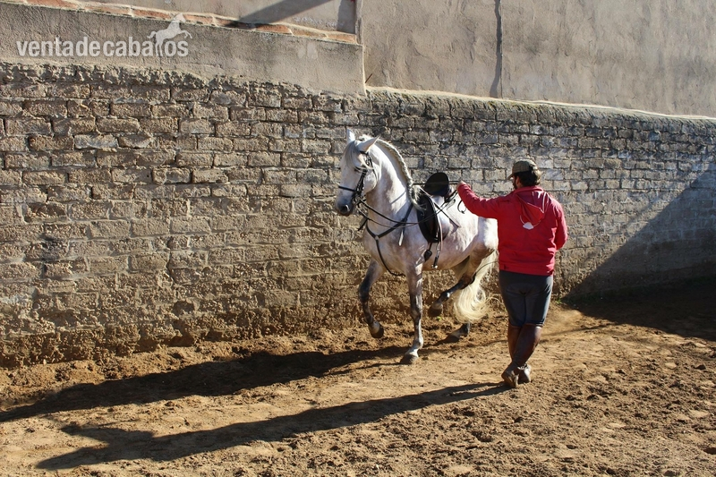 Caballo noble y con cabeza iniciado en alta escuela - Caballos Pura Raza Española (P.R.E.) in 
