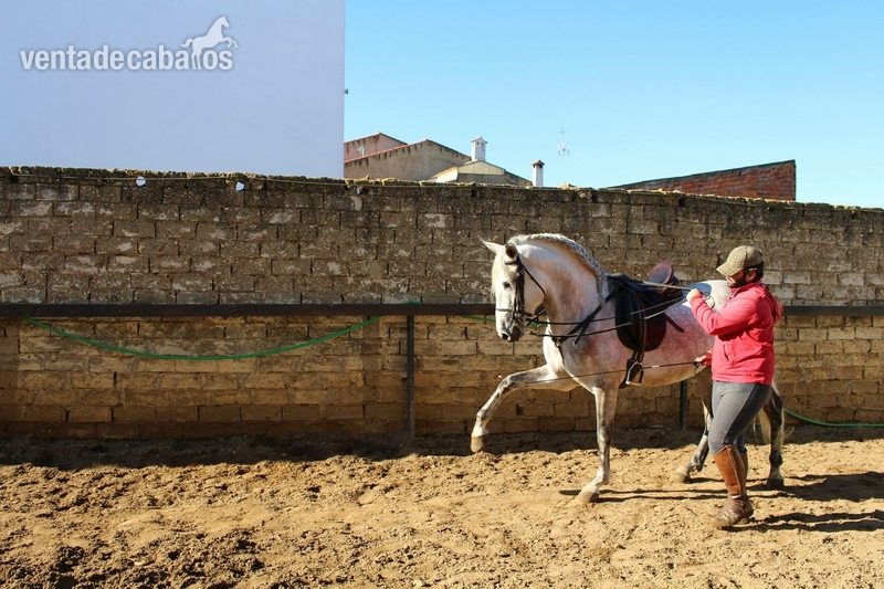 Caballo noble y con cabeza iniciado en alta escuela - Caballos Pura Raza Española (P.R.E.)