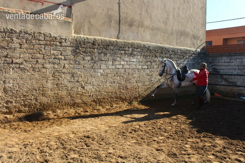 Caballo noble y con cabeza iniciado en alta escuela 