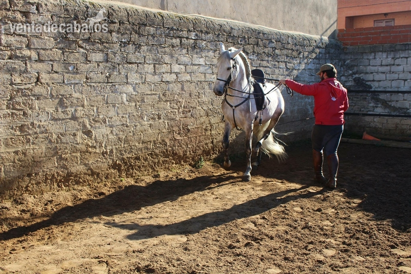 Caballos Pura Raza Española (P.R.E.) - Caballo noble y con cabeza iniciado en alta escuela in 