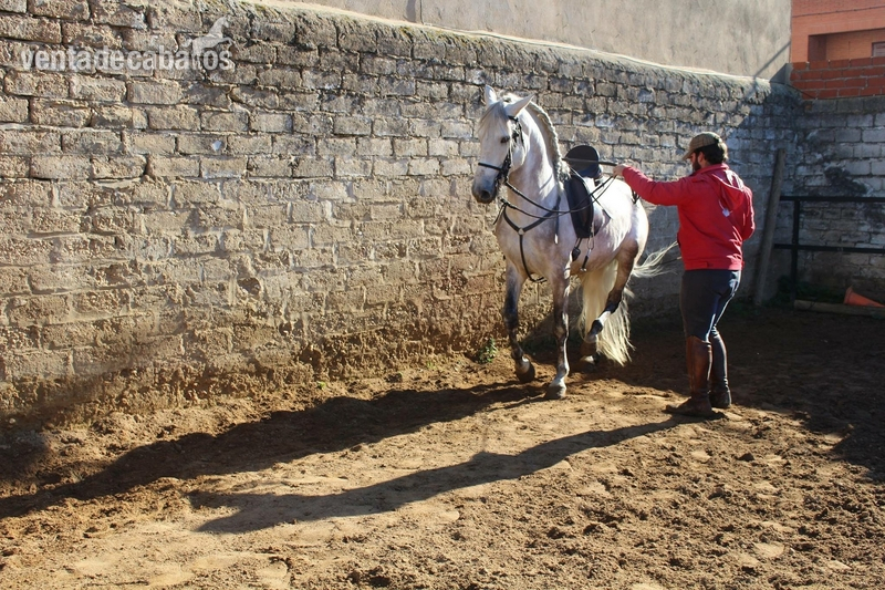 Caballos Pura Raza Española (P.R.E.) - Caballo noble y con cabeza iniciado en alta escuela