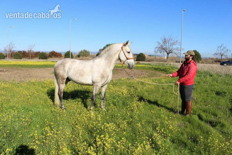Caballos Pura Raza Española (P.R.E.) Pura Raza Española - Caballo noble y con cabeza iniciado en alta escuela