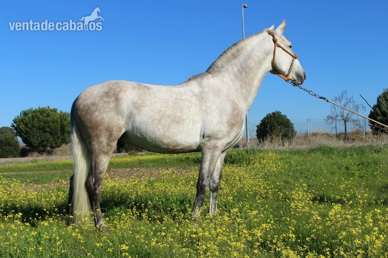 Caballo noble y con cabeza iniciado en alta escuela - Caballos Pura Raza Española (P.R.E.) Pura Raza Española