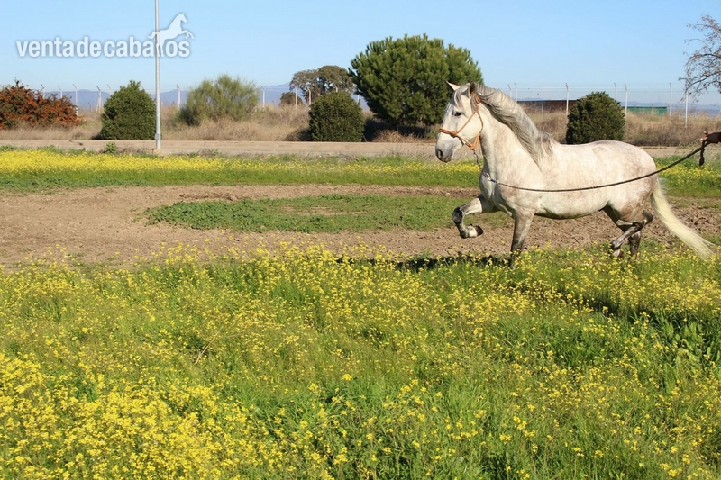 Caballo noble y con cabeza iniciado en alta escuela - Caballos Pura Raza Española (P.R.E.)