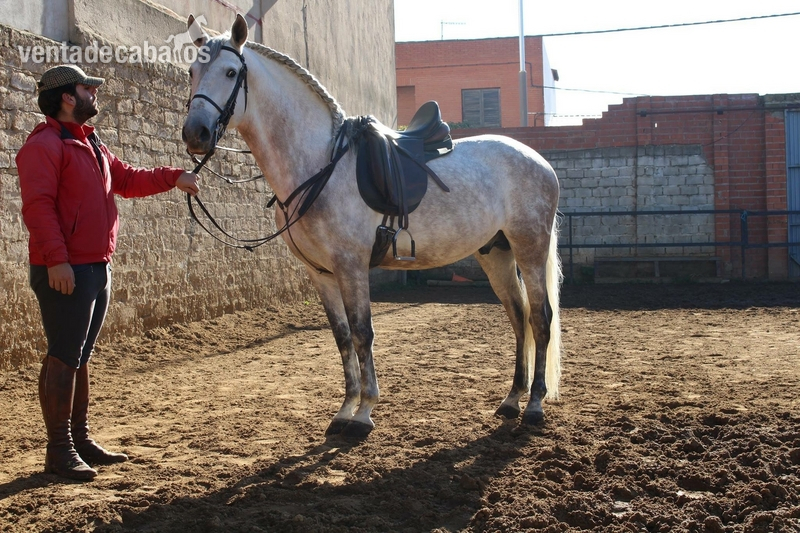 Caballo noble y con cabeza iniciado en alta escuela