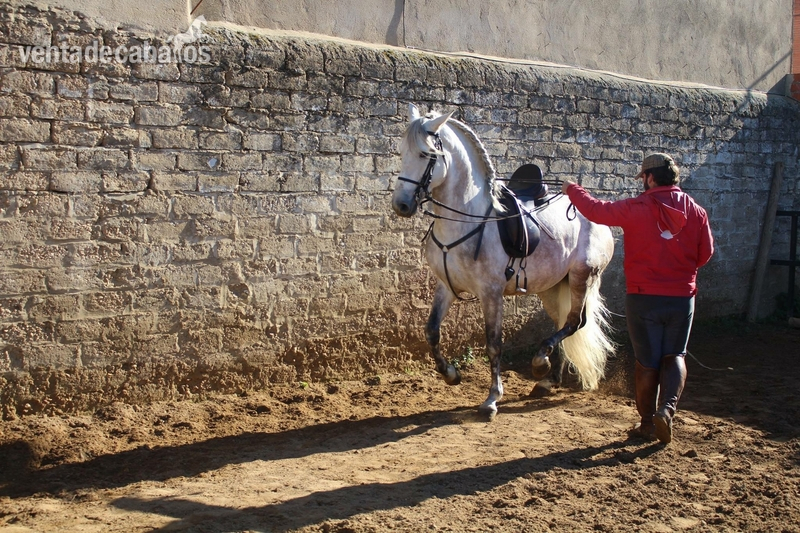  Caballo noble y con cabeza iniciado en alta escuela