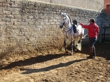 Caballo noble y con cabeza iniciado en alta escuela
