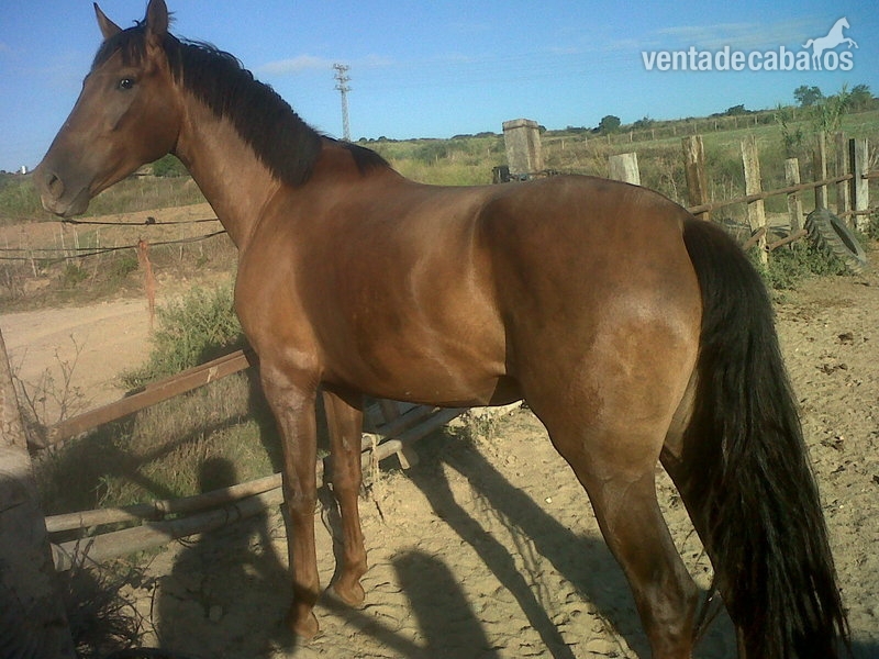 YEGUA ALAZANA PRE in 