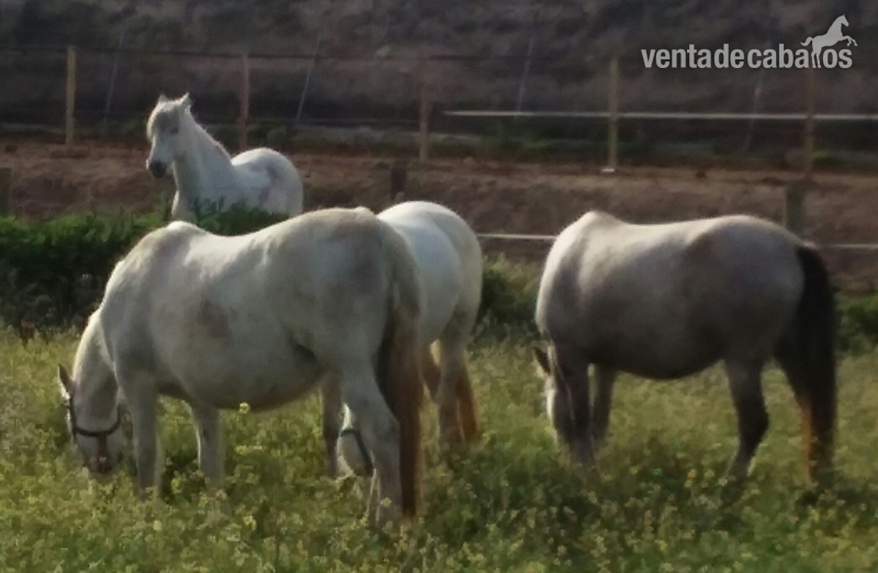 YEGUAS CARTUJANAS  PURAS in 