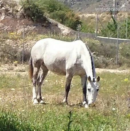 Andaluz