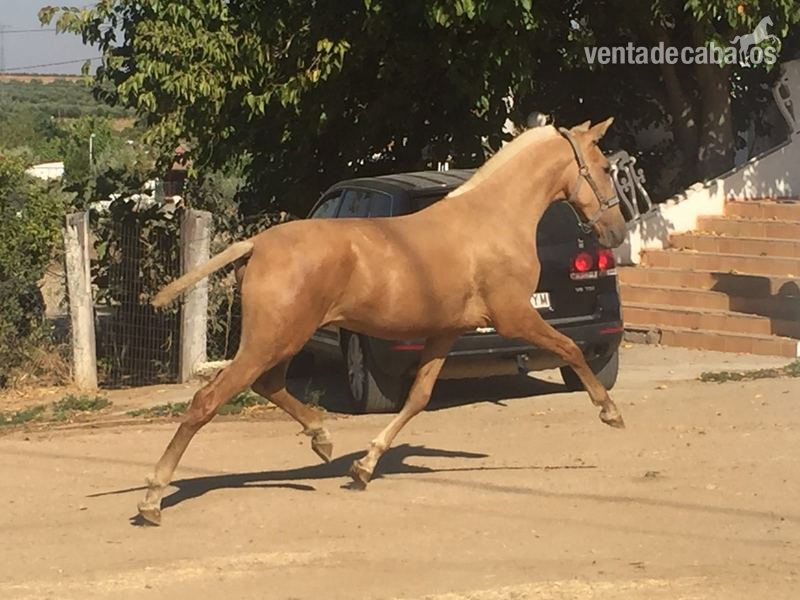 Potro PRE palomino  in 