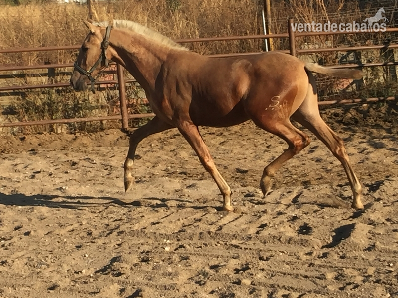 Caballos Pura Raza Española (P.R.E.) Pre - Potro PRE palomino 