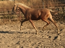 Potro PRE palomino 
