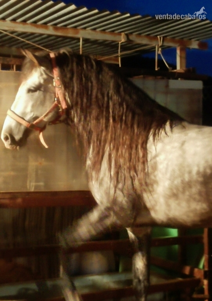 caballo pre 6 años 1'65 alzada in 