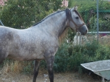 caballo pre 6 años 1'65 alzada