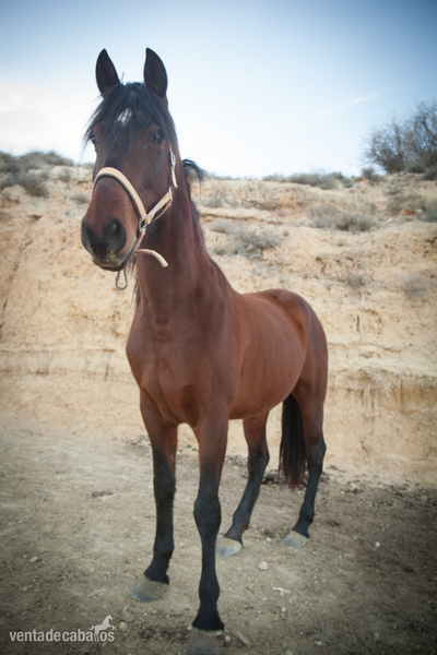 Caballos Pura Raza Española (P.R.E.) Pura Raza Española - YEGUA PURA RAZA CASTAÑA (INSCRITA)