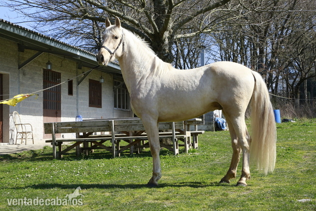 VENTA DE CABALLO PALOMINO in 