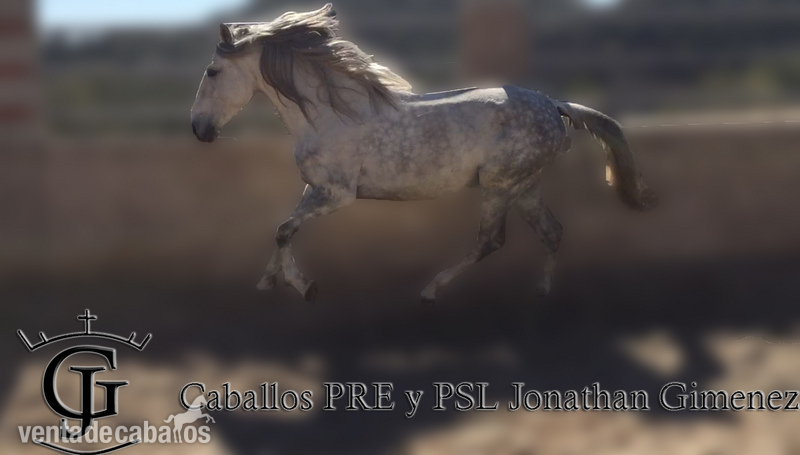 CABALLO LUSITANO OPORTUNIDAD in 