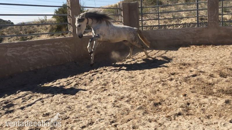 Lusitano