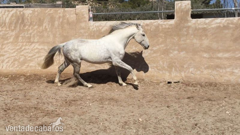 Lusitano {TYPE}