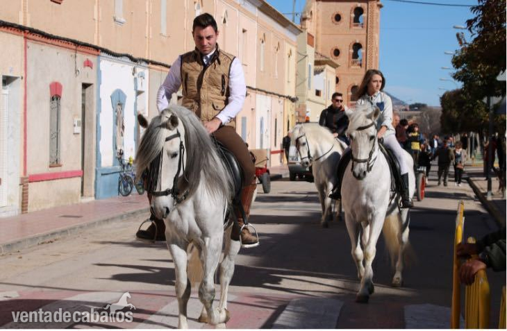 Caballos Capados Lusitano - CABALLO LUSITANO OPORTUNIDAD