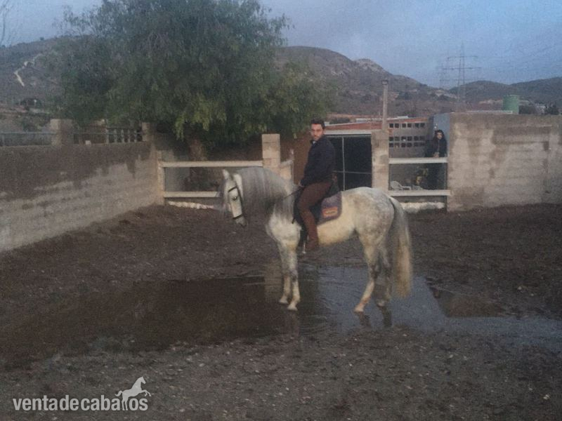CABALLO LUSITANO OPORTUNIDAD - Caballos Capados Lusitano