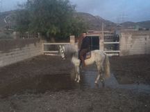CABALLO LUSITANO OPORTUNIDAD