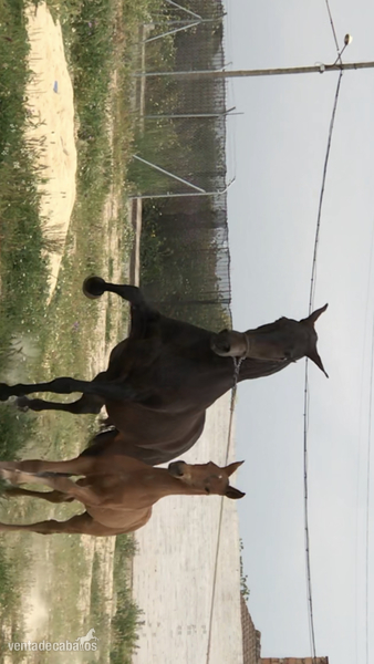 Caballos Pura Raza Española (P.R.E.) Pre - YEGUA CASTAÑA DE PRE 