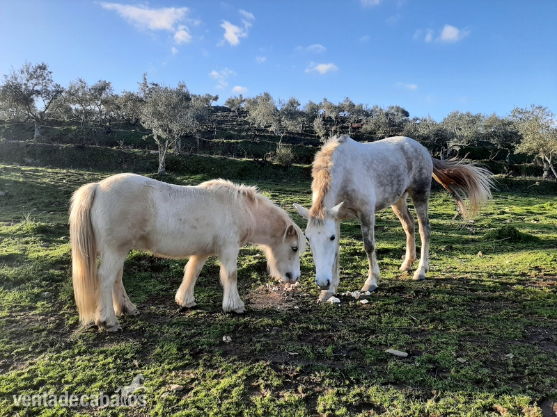 SE VENDE PONEY in 