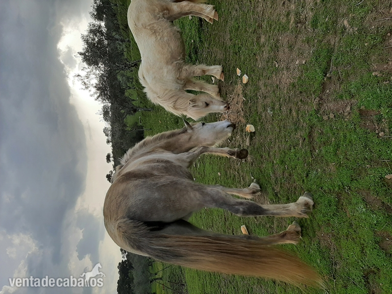 Ponis Miniatura Shetland - SE VENDE PONEY