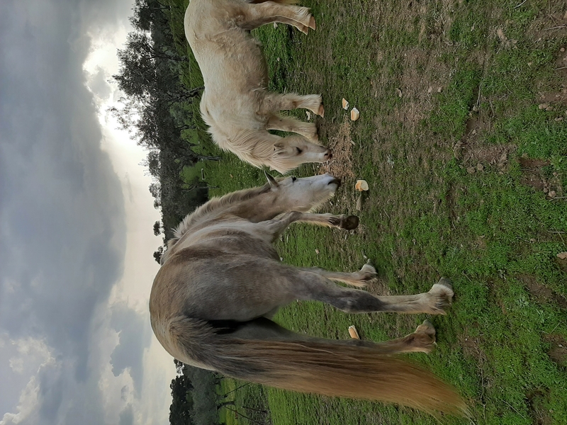 Ponis Miniatura Shetland - SE VENDE PONEY