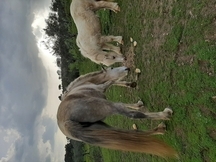 SE VENDE PONEY
