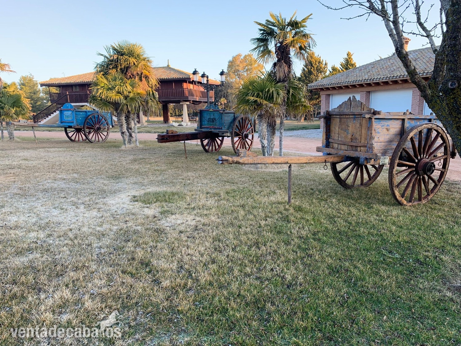Carros de bueyes in 