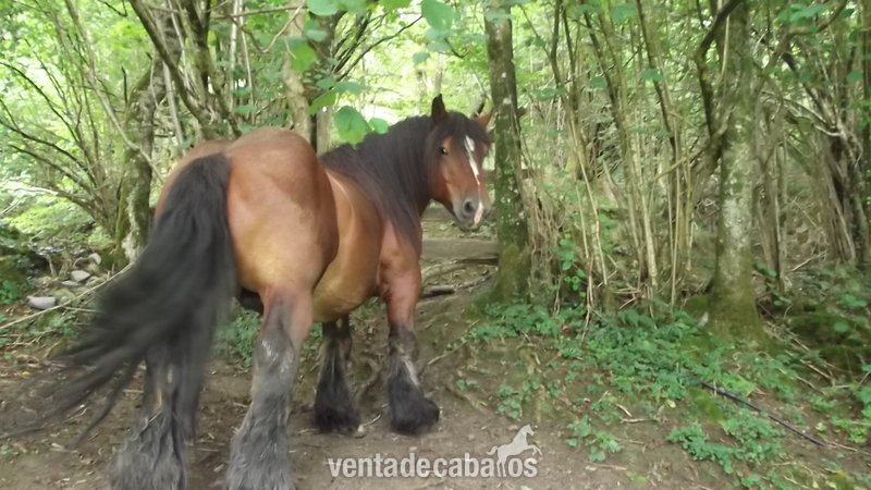 Vendo semental Burguete in 