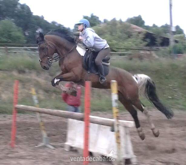 Se vende caballo entero  VENDIDO in 