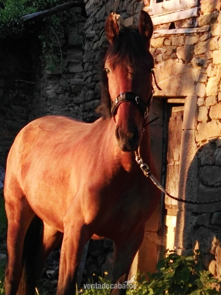 Yegua PURA RAZA ESPAÑOLA - Caballos Pura Raza Española (P.R.E.) in 