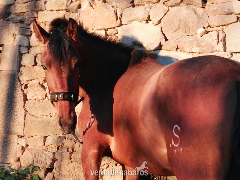 Caballos Pura Raza Española (P.R.E.) Pura Raza Española - Yegua PURA RAZA ESPAÑOLA