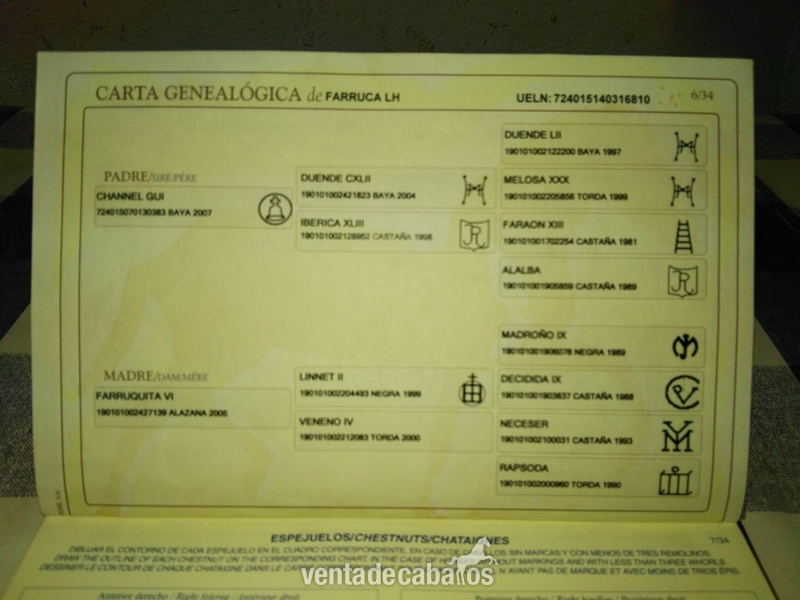 Yegua PURA RAZA ESPAÑOLA - Caballos Pura Raza Española (P.R.E.) Pura Raza Española