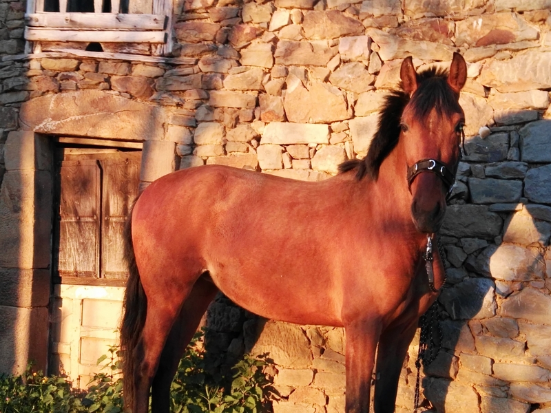 Yegua PURA RAZA ESPAÑOLA - Caballos Pura Raza Española (P.R.E.)
